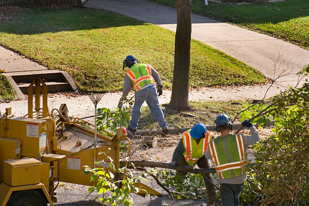 Best Tree and Shrub Care  in Perry, GA