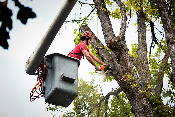 How Our Tree Care Process Works  in  Perry, GA